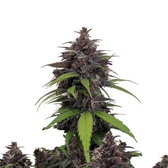Purple Haze Auto (FastBuds) feminizovan&aacute;