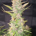 Purple Haze Auto (FastBuds) feminizovaná