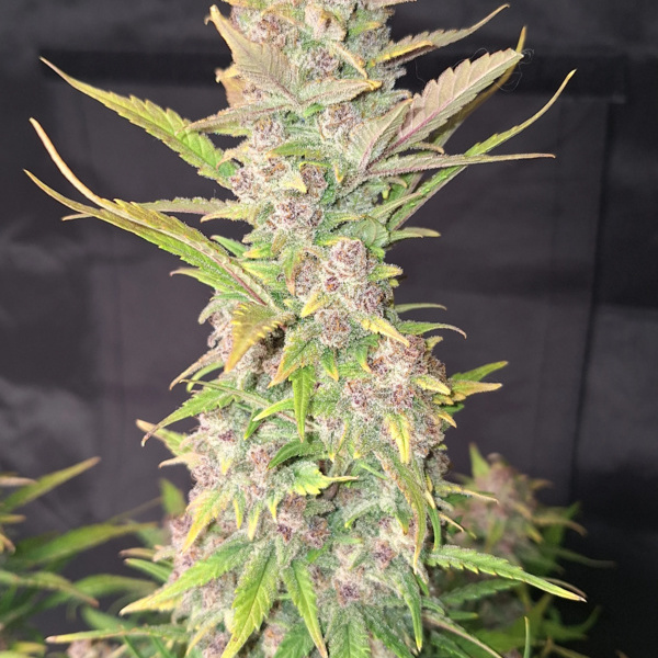 Purple Haze Auto (FastBuds) feminizovaná