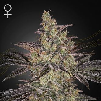 Frosted Guava Auto (Greenhouse Seeds) feminizovan&aacute;