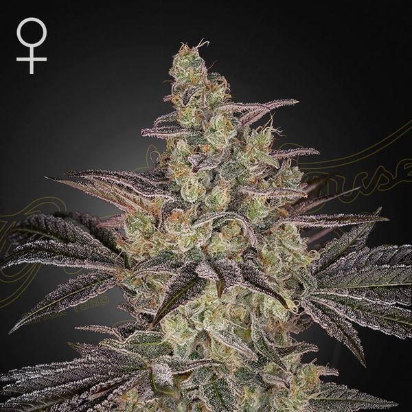 Frosted Guava Auto (Greenhouse Seeds) feminizovaná