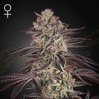 Biscotti Samonakv&eacute;tac&iacute; (Greenhouse Seeds) feminizovan&aacute;