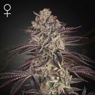 Biscotti Samonakv&eacute;tac&iacute; (Greenhouse Seeds) feminizovan&aacute;