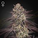 Biscotti Samonakvétací (Greenhouse Seeds) feminizovaná