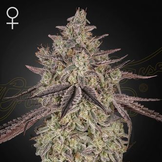 Skywalker Samonakv&eacute;tac&iacute; (Greenhouse Seeds) feminizovan&aacute;