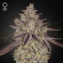 Skywalker Samonakvétací (Greenhouse Seeds) feminizovaná