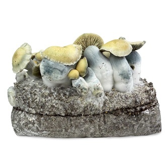 Pěstebn&iacute; s&aacute;ček Zamnesia Ready-2-Grow &bdquo;Bluey Vuitton&ldquo;