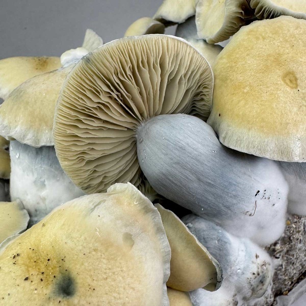 Pěstební sáček Zamnesia Ready-2-Grow „Bluey Vuitton“