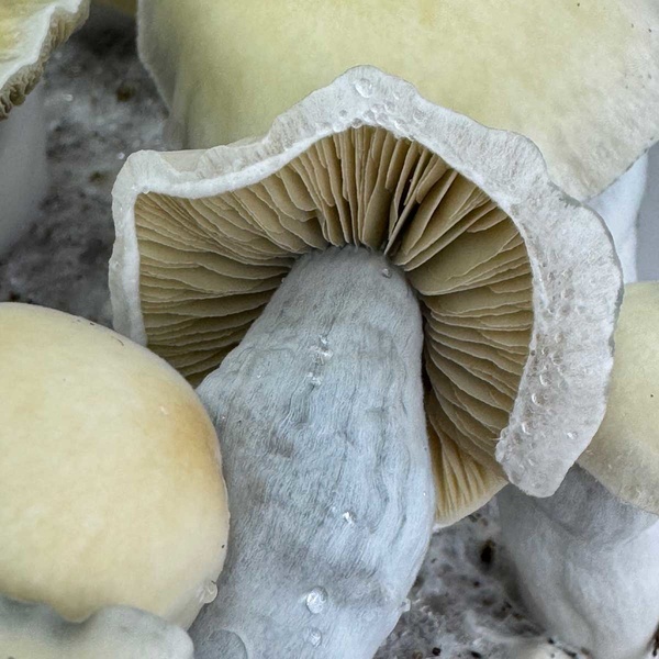 Pěstební sáček Zamnesia Ready-2-Grow „Bluey Vuitton“