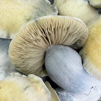 Pěstební sáček Zamnesia Ready-2-Grow „Bluey Vuitton“