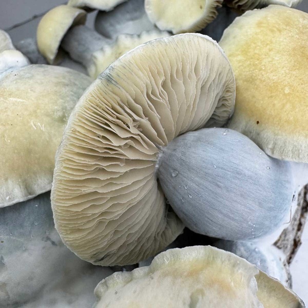 Pěstební sáček Zamnesia Ready-2-Grow „Bluey Vuitton“