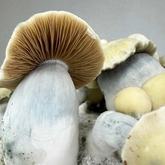 Pěstební sáček Zamnesia Ready-2-Grow „Bluey Vuitton“