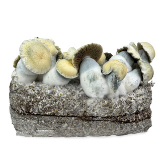 Pěstební sáček Zamnesia Ready-2-Grow „Bluey Vuitton“