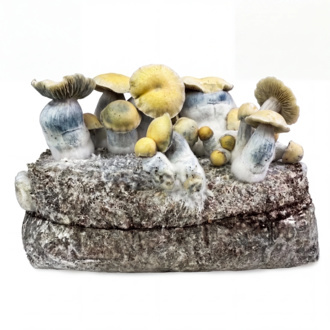 Pěstebn&iacute; s&aacute;ček Zamnesia Ready-2-Grow &bdquo;Bluey Vuitton&ldquo;