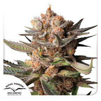 Auto Frozen Biscotti (Dutch Passion) feminizovan&aacute;