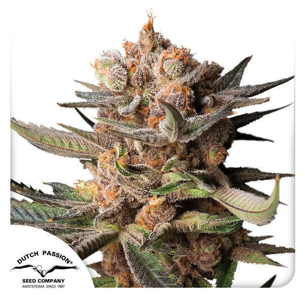 Auto Frozen Biscotti (Dutch Passion) feminizovaná