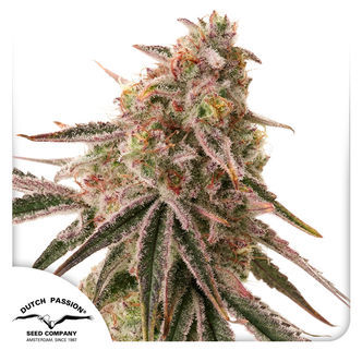 Frozen Biscotti (Dutch Passion) feminizovan&aacute;