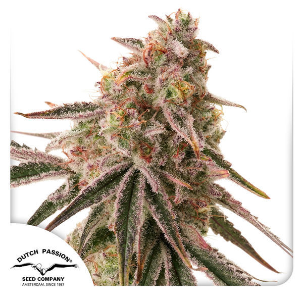 Frozen Biscotti (Dutch Passion) feminizovaná