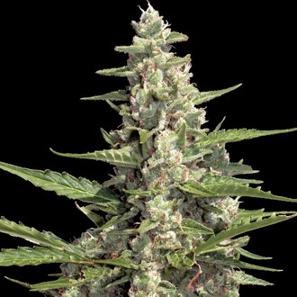 Auto Collection Pack 2 (Paradise Seeds) feminizovaná