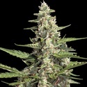 Auto Collection Pack 2 (Paradise Seeds) feminizovaná