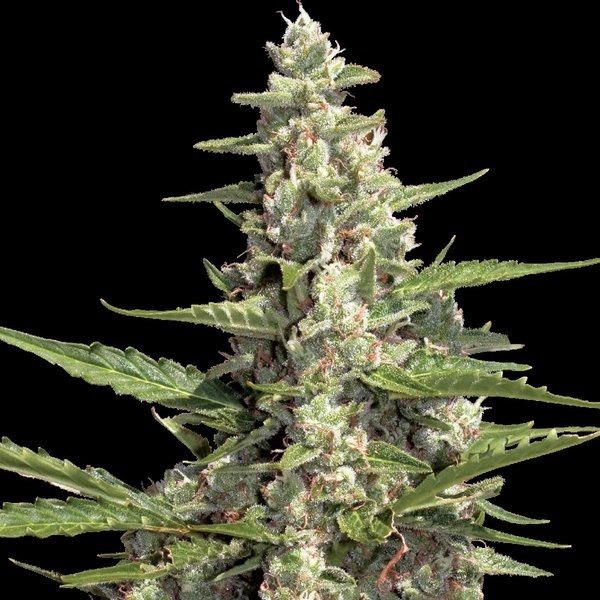 Auto Collection Pack 2 (Paradise Seeds) feminizovaná