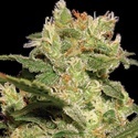 Auto Collection Pack 2 (Paradise Seeds) feminizovaná