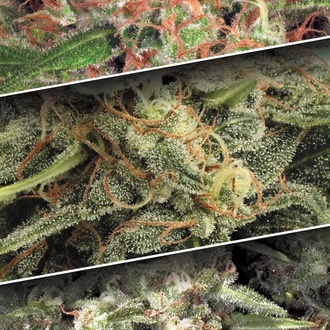 Auto Collection Pack 2 (Paradise Seeds) feminizovan&aacute;