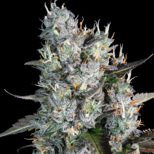 Red Velvet Auto (Paradise Seeds) feminizovaná