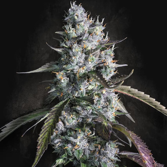 Red Velvet Auto (Paradise Seeds) feminizovaná