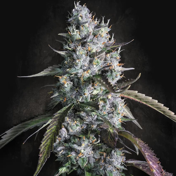 Red Velvet Auto (Paradise Seeds) feminizovaná