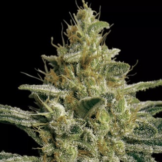 Allkush (Paradise Seeds) feminizovan&aacute;