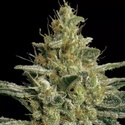 Allkush (Paradise Seeds) feminizovaná