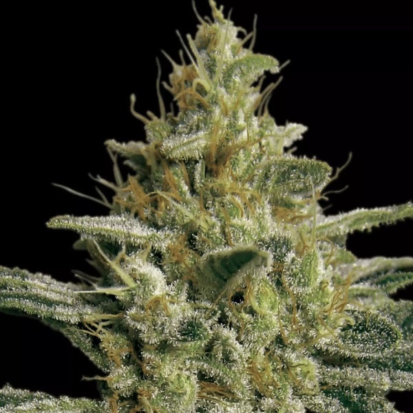 Allkush (Paradise Seeds) feminizovaná