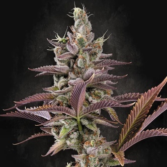 Apricot Candy (Paradise Seeds) feminizovan&aacute;