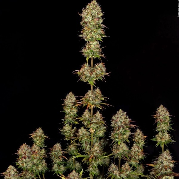 Apricot Candy (Paradise Seeds) feminizovaná