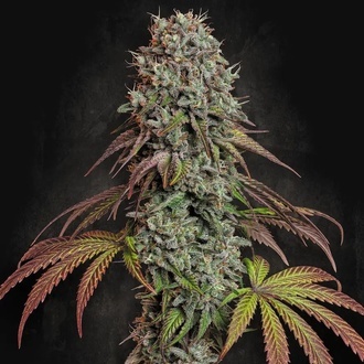 Blue Gem (Paradise Seeds) feminizovan&aacute;