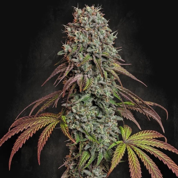 Blue Gem (Paradise Seeds) feminizovaná
