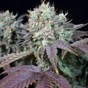 Blue Gem (Paradise Seeds) feminizovaná