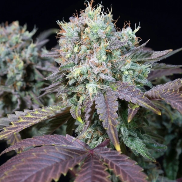 Blue Gem (Paradise Seeds) feminizovaná