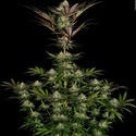 Chocolate Wafflez (Paradise Seeds) feminizovaná