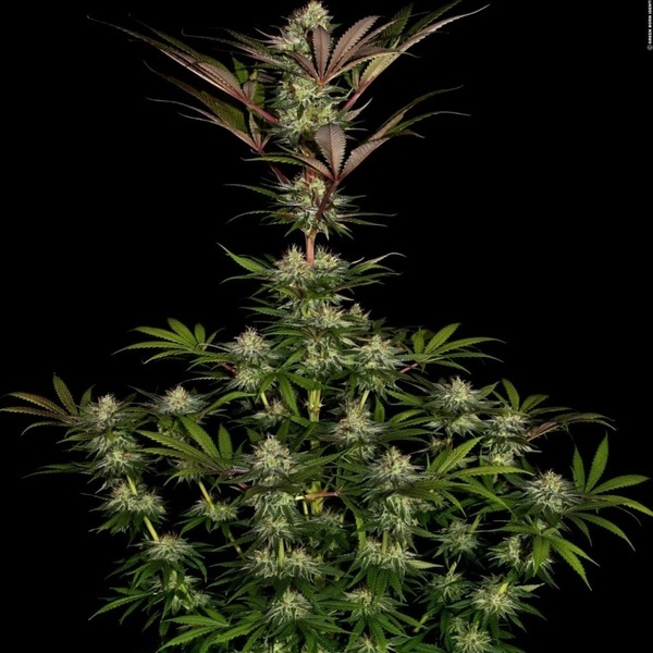 Chocolate Wafflez (Paradise Seeds) feminizovaná