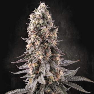 El Dorado OG (Paradise Seeds) feminizovan&aacute;