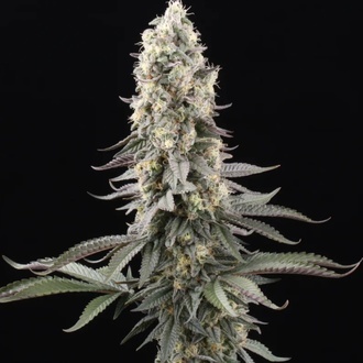 El Dorado OG (Paradise Seeds) feminizovaná