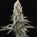 El Dorado OG (Paradise Seeds) feminizovaná