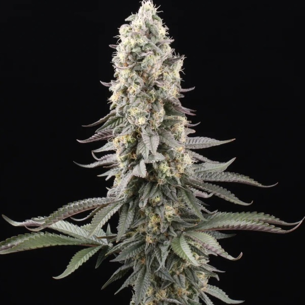 El Dorado OG (Paradise Seeds) feminizovaná