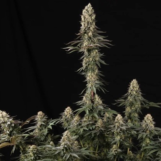 El Dorado OG (Paradise Seeds) feminizovaná