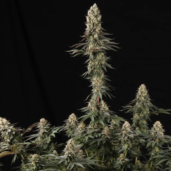 El Dorado OG (Paradise Seeds) feminizovaná