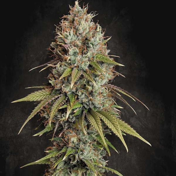Highway 66 (Paradise Seeds) feminizovaná