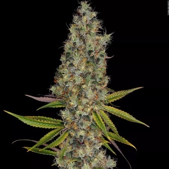 Rainbow Road (Paradise Seeds) feminizovan&aacute;