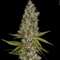 Rainbow Road (Paradise Seeds) feminizovaná